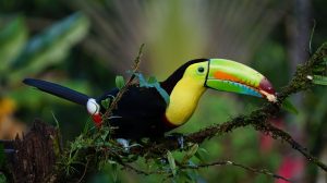 Guía de viaje de Monteverde